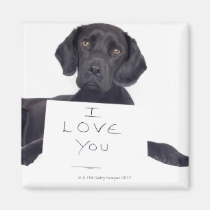 Schwarzes Labrador 13 Monate Magnet