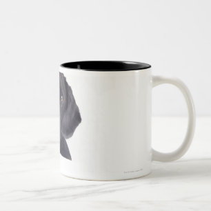 Schwarzes Labrador 13 Monate Zweifarbige Tasse