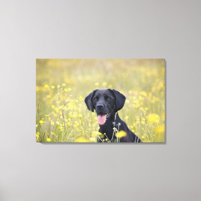 Schwarzes Labrador 16 Monate 2 Leinwanddruck (Vorderseite)