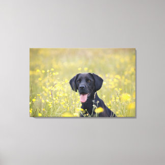 Schwarzes Labrador 16 Monate 2 Leinwanddruck