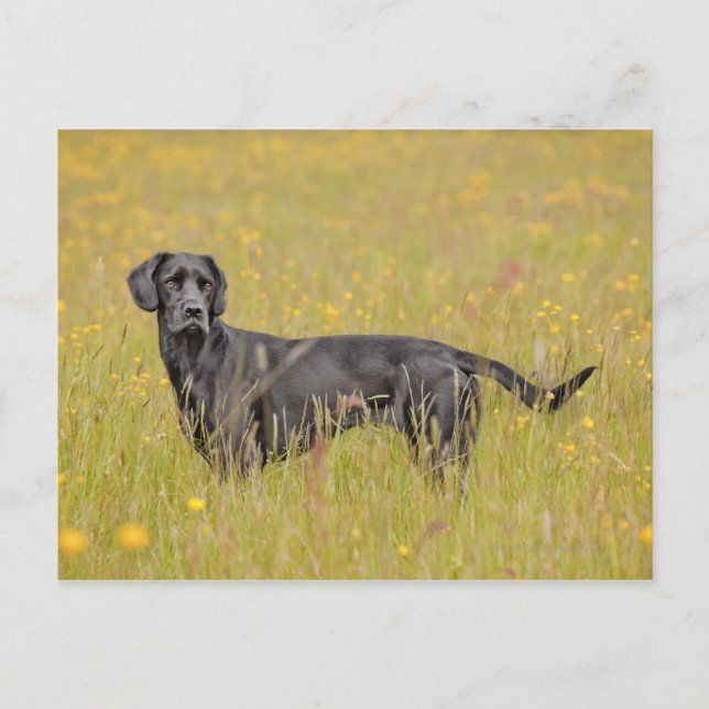 Schwarzes Labrador 16 Monate 2 Postkarte (Vorderseite)