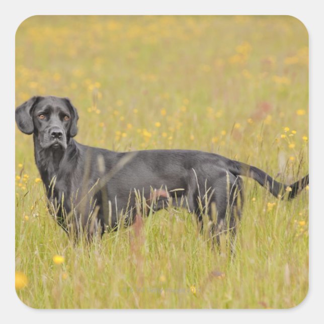 Schwarzes Labrador 16 Monate 2 Quadratischer Aufkleber (Vorderseite)