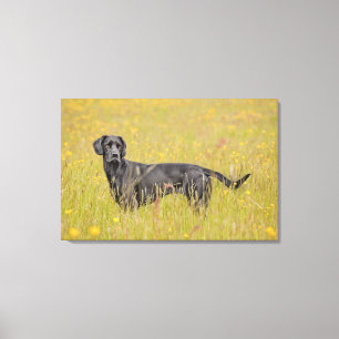Schwarzes Labrador 16 Monate Leinwanddruck