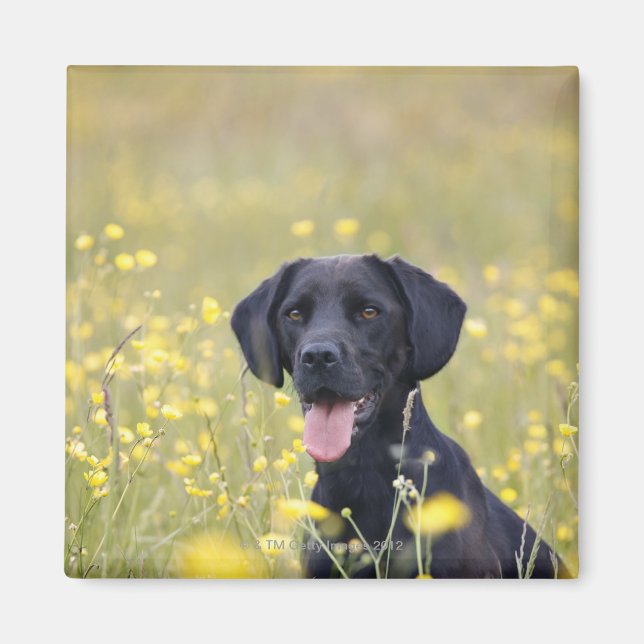 Schwarzes Labrador 16 Monate Magnet (Vorne)