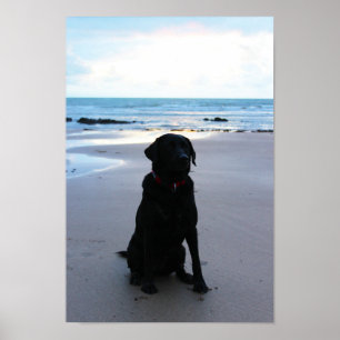 Schwarzes Labrador auf einem Strand Poster