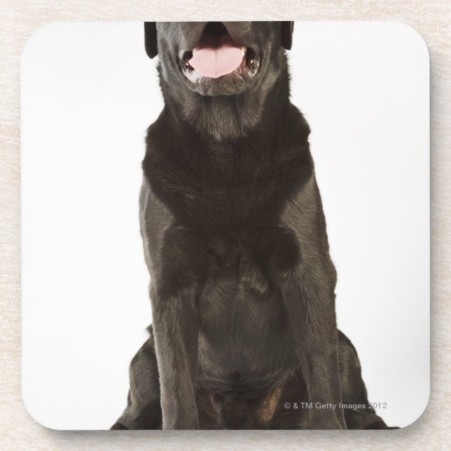Schwarzes Labrador (Canis familiaris), keuchend, Untersetzer (Vorderseite)