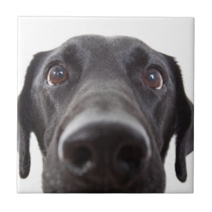 Schwarzes Labrador Closeup-Portrait Fliese