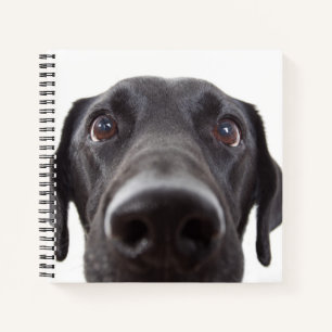 Schwarzes Labrador Closeup-Portrait Notizbuch