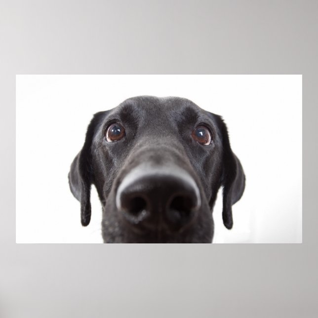 Schwarzes Labrador Closeup-Portrait Poster (Vorne)