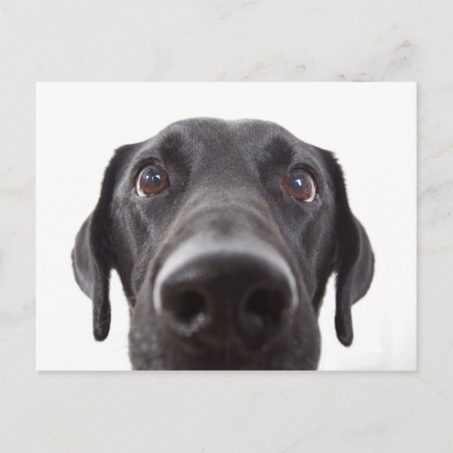Schwarzes Labrador Closeup-Portrait Postkarte (Vorderseite)