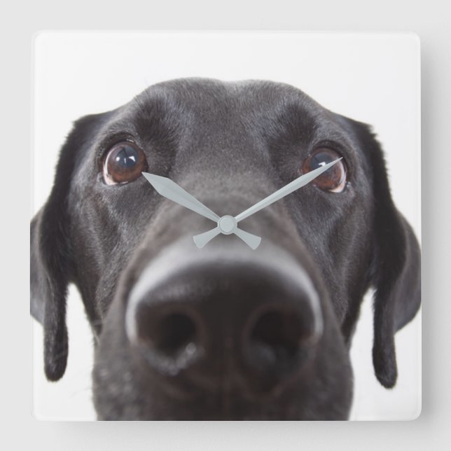 Schwarzes Labrador Closeup-Portrait Quadratische Wanduhr (Vorderseite)