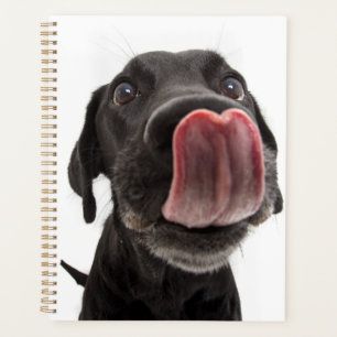 Schwarzes Labrador, das seine Nase leckt Planer