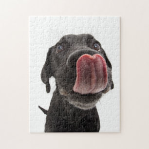 Schwarzes Labrador, das seine Nase leckt Puzzle