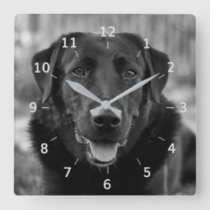 Schwarzes Labrador Foto Dog Square Wall Clock Quadratische Wanduhr