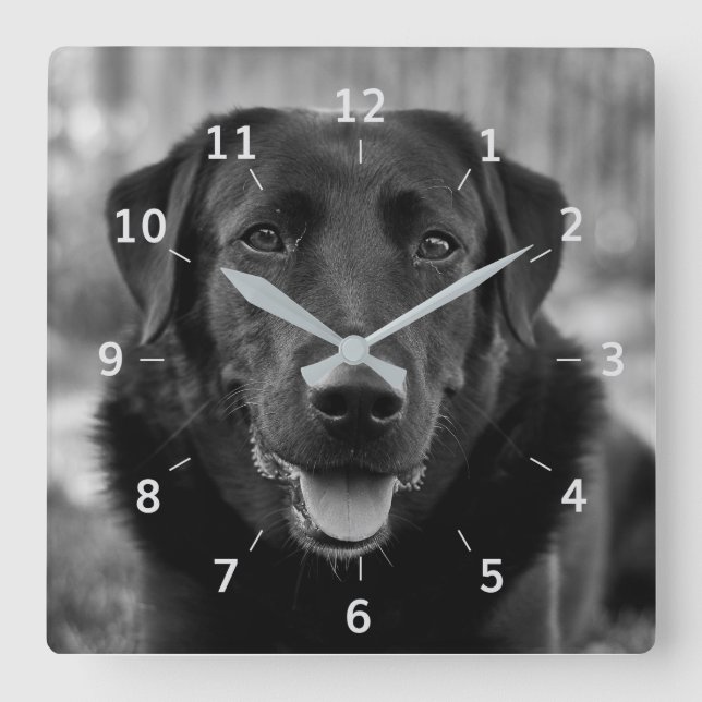 Schwarzes Labrador Foto Dog Square Wall Clock Quadratische Wanduhr (Vorderseite)