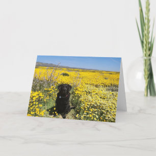 Schwarzes Labrador in Gelber Blume Superbloom Einladung
