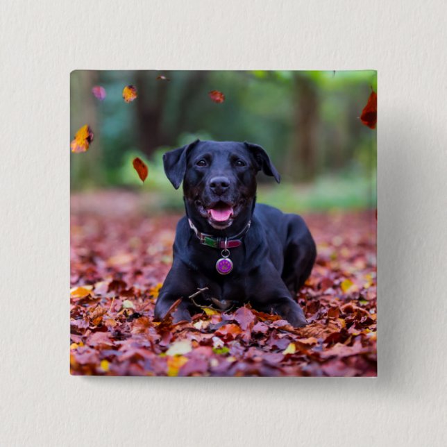 Schwarzes Labrador in Herbstlauben Button (Vorderseite)