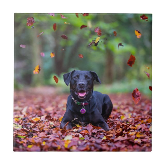 Schwarzes Labrador in Herbstlauben Fliese (Vorderseite)