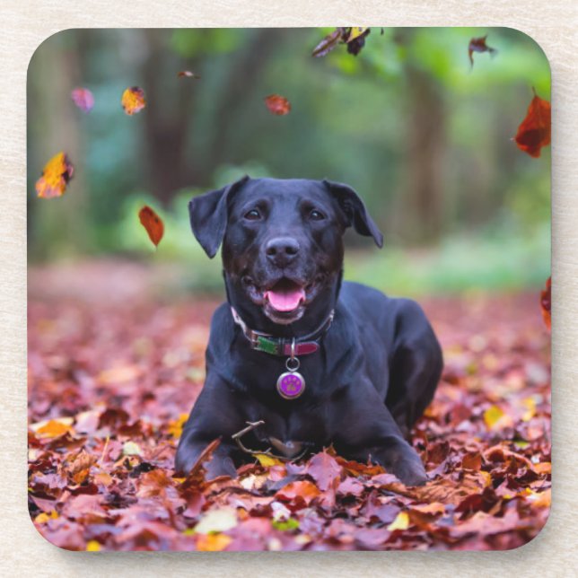 Schwarzes Labrador in Herbstlauben Getränkeuntersetzer (Vorderseite)