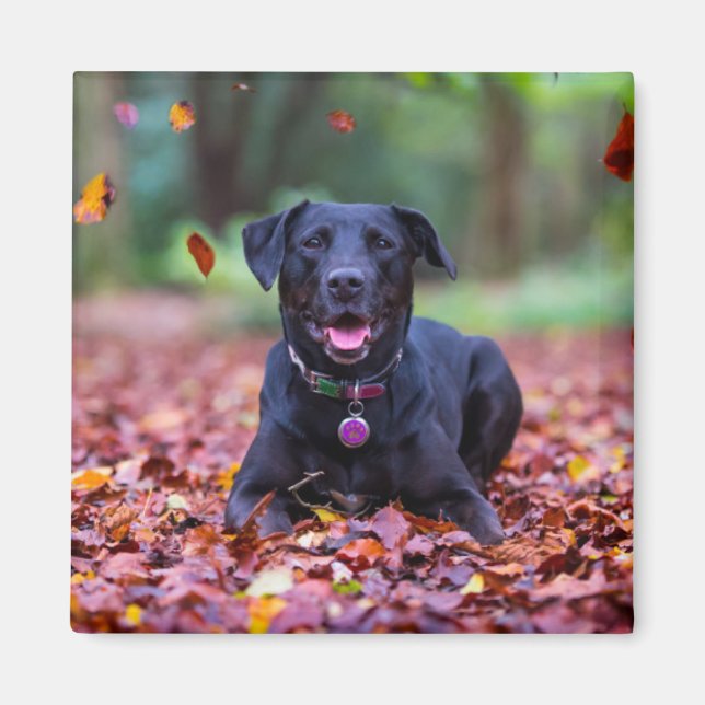 Schwarzes Labrador in Herbstlauben Magnet (Vorne)