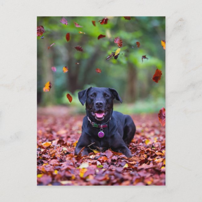 Schwarzes Labrador in Herbstlauben Postkarte (Vorderseite)