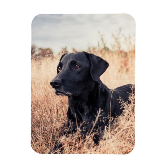 Schwarzes Labrador in trockenem Gras Magnet (Vertikal)