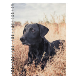 Schwarzes Labrador in trockenem Gras Notizblock