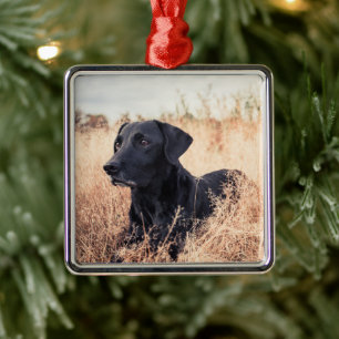 Schwarzes Labrador in trockenem Gras Ornament Aus Metall