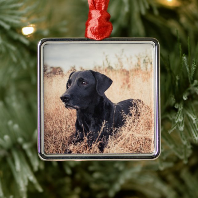 Schwarzes Labrador in trockenem Gras Ornament Aus Metall (Baum)