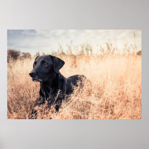 Schwarzes Labrador in trockenem Gras Poster