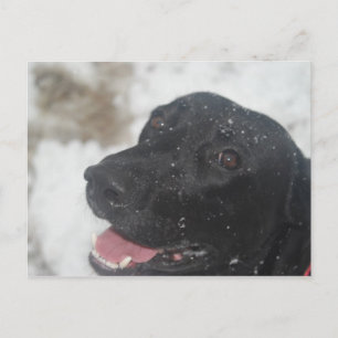 Schwarzes Labrador Retreiver-Profil in der Winterp Postkarte