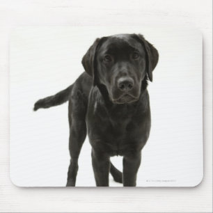 Schwarzes labrador retriever mousepad
