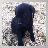 Schwarzes Labrador Retriever Poster