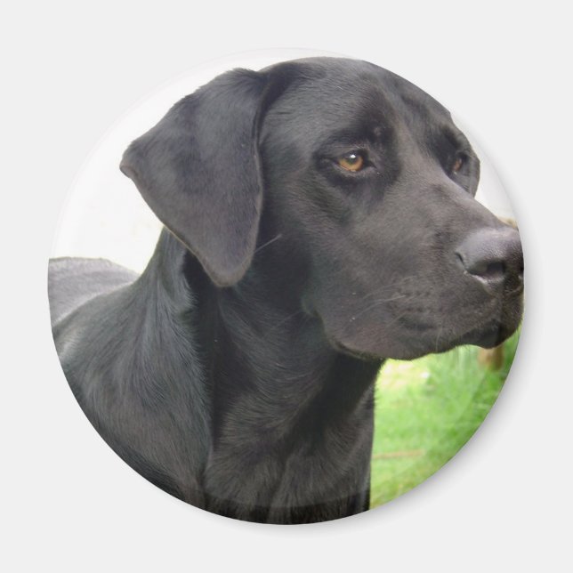 Schwarzes Labrador Retriever Round Magnet (Vorne)