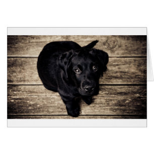 Schwarzes Labrador Retriever Welpe auf Holz