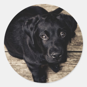 Schwarzes Labrador Retriever Welpe auf Holz Runder Aufkleber