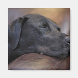 Schwarzes Labrador schlafend auf Sofa, Nahaufnahme Magnet