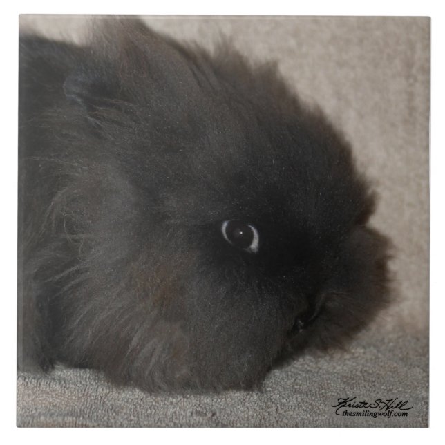 Schwarzes Lionhead Kaninchen Fliese (Vorderseite)