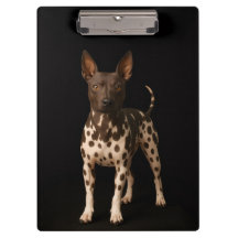 Schwarzes Luxus-Clipboard mit haarlosem Terrier-Hu