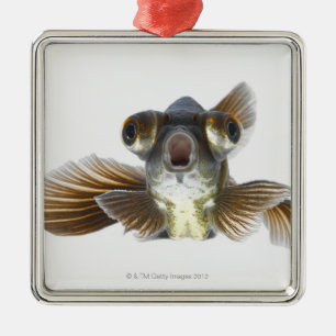 Schwarzes machen Goldfisch fest (Carassius Silbernes Ornament