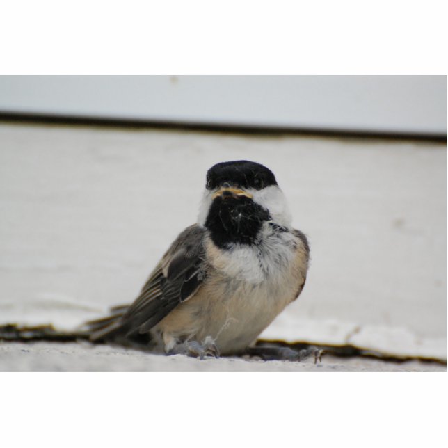 Schwarzes mit einer Kappe bedeckte Freistehende Fotoskulptur (Vorne)