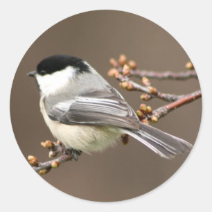 Schwarzes mit einer Kappe bedeckter Chickadee Runder Aufkleber