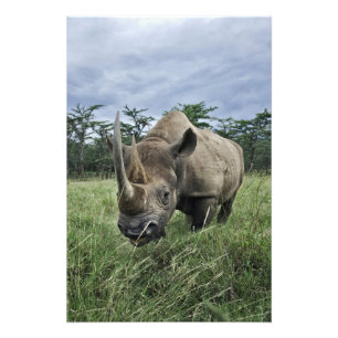 Schwarzes Nashorn, Diceros bicornis, Kenia Fotodruck