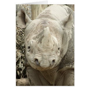 Schwarzes Nashorn-Karte