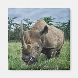Schwarzes Nashorn   Kenia Magnet