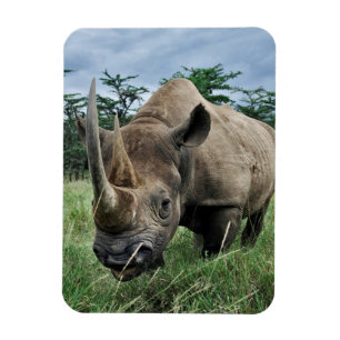 Schwarzes Nashorn   Kenia Magnet