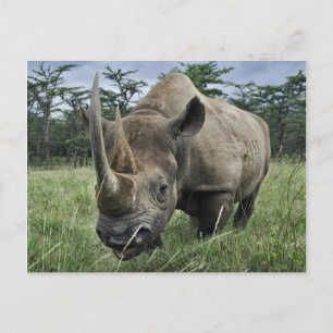 Schwarzes Nashorn Kenia Postkarte