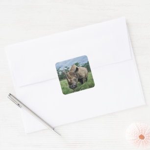 Schwarzes Nashorn Kenia Quadratischer Aufkleber