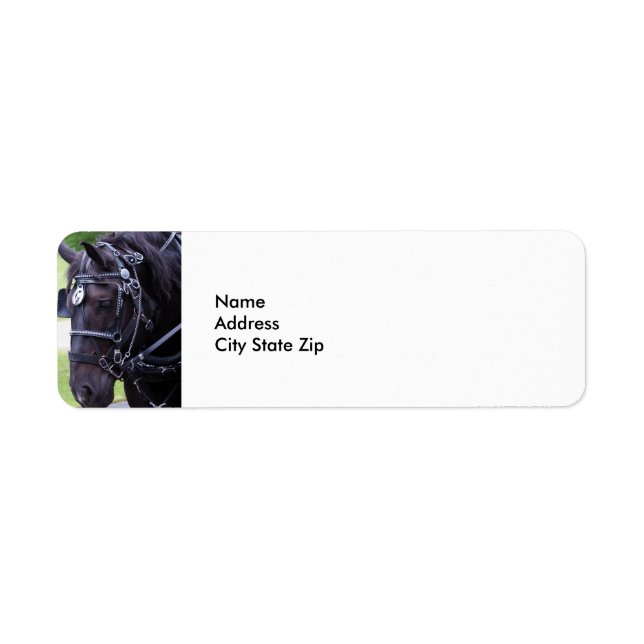 Schwarzes Pferd 384 (Vorne)