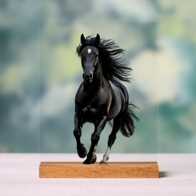 Schwarzes Pferd Acrylschild (Neutral)